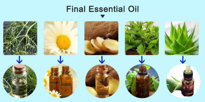 essential oil extraction final oil