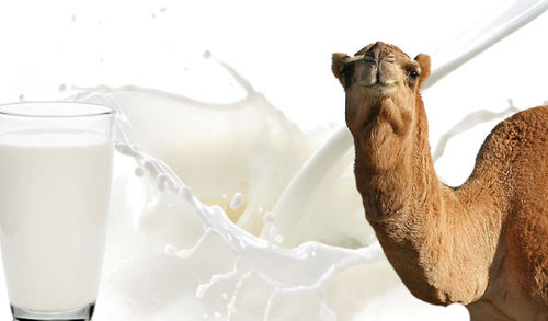 Latest company news about Spray dryer? Freeze dryer? Explore camel milk processing trends and catch the latest developments!