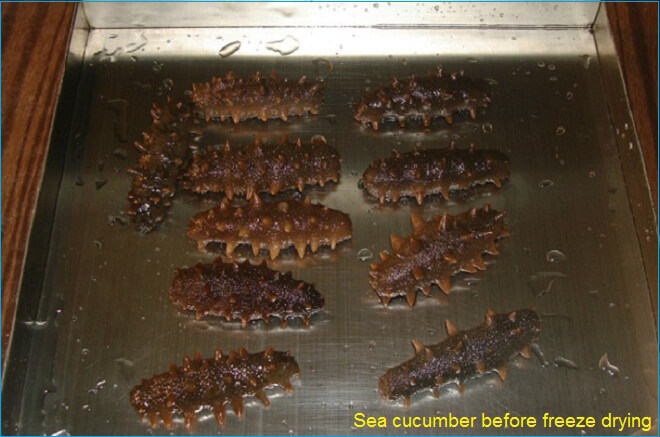 sea cucumber waiting freeze drying