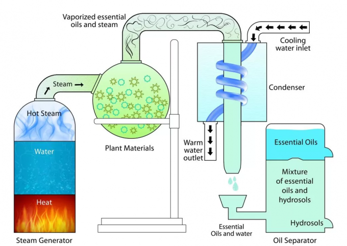 latest company news about Enter the Magic World of Essential Oil Extraction 1